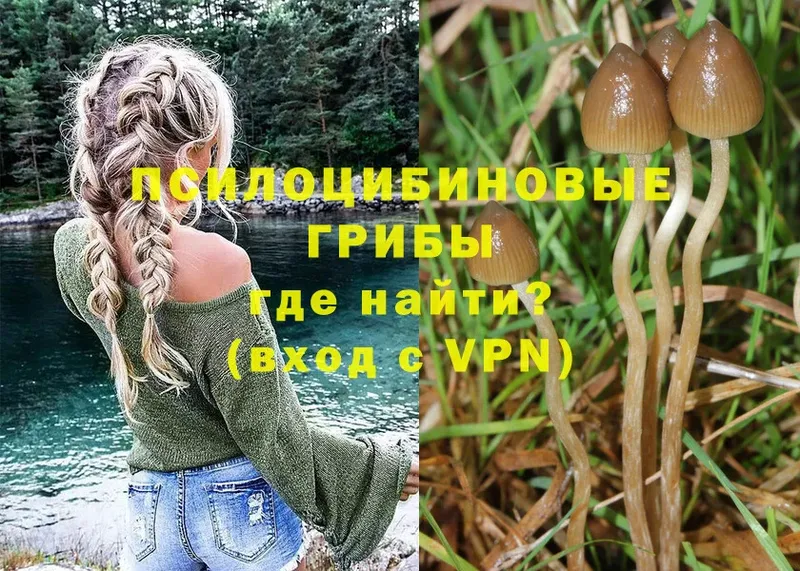 купить наркотик  Берёзовский  Псилоцибиновые грибы Cubensis 